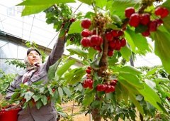 秦皇岛抚宁：大棚樱桃采摘忙